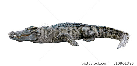 crocodile isolated crocodile isolated 110901386