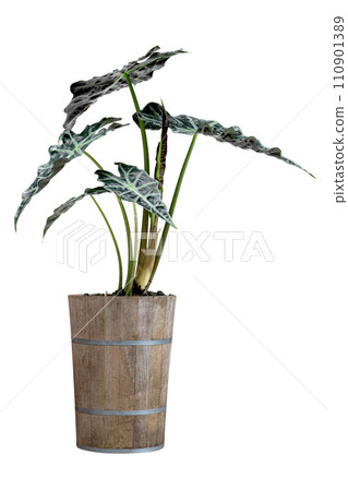 green palm leaves pattern of Alocasia sanderiana Bull with pot for nature concept ,tropical leaf isolated green palm leaves pattern of Alocasia sanderiana Bull with pot for nature concept ,tropical leaf isolated 110901389