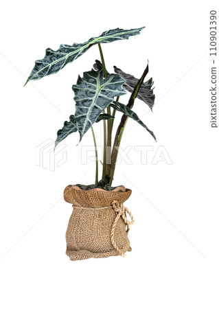 green palm leaves pattern of Alocasia sanderiana Bull with pot for nature concept ,tropical leaf isolated 110901390