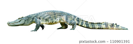 crocodile isolated crocodile isolated 110901391