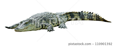 crocodile isolated crocodile isolated 110901392