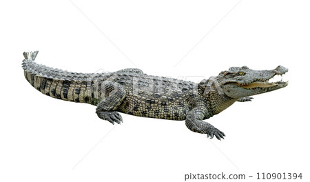 crocodile isolated 110901394