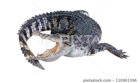crocodile isolated crocodile isolated 110901396