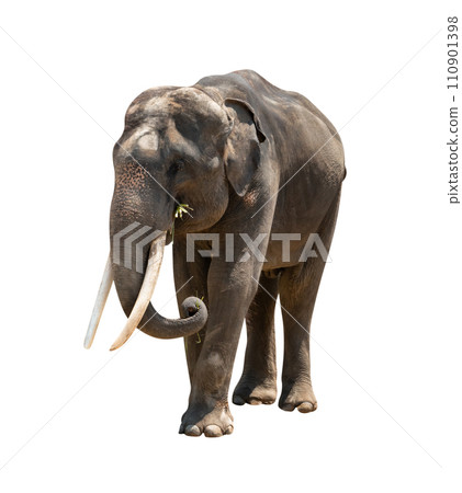 asia elephant isolated asia elephant isolated 110901398