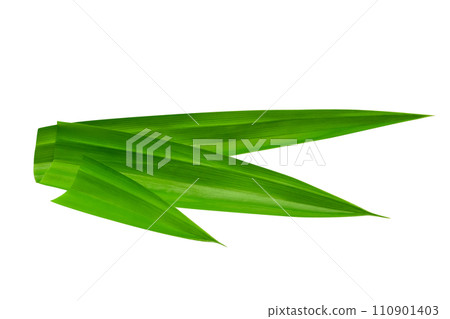 leaf Pandan isolated 110901403