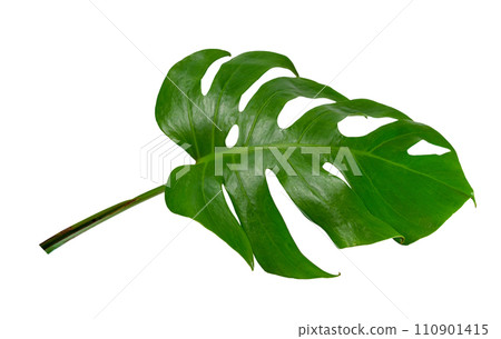Green leaves pattern ,leaf monstera isolated 110901415