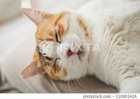 一隻家貓在溫暖的房間裡舒適地睡覺 110901426