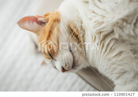 一隻家貓在溫暖的房間裡舒適地睡覺 110901427
