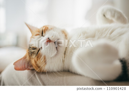 一隻家貓在溫暖的房間裡舒適地睡覺 一隻家貓在溫暖的房間裡舒適地睡覺 110901428