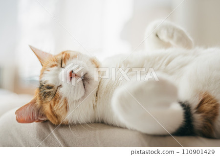 A domestic cat sleeping comfortably in a warm room A domestic cat sleeping comfortably in a warm room 110901429