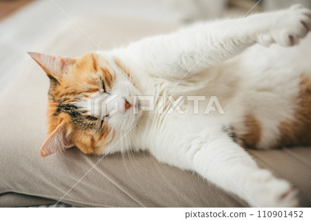 A domestic cat sleeping comfortably in a warm room 110901452