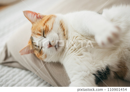 A domestic cat sleeping comfortably in a warm room 110901454