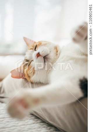 一隻家貓在溫暖的房間裡舒適地睡覺 110901461