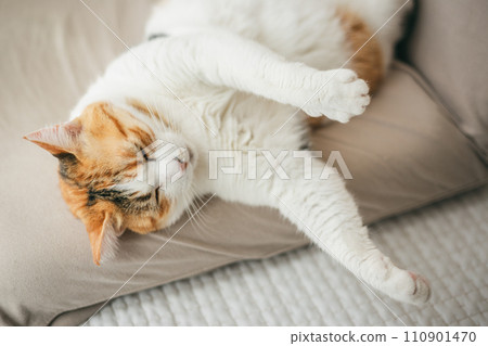 A domestic cat sleeping comfortably in a warm room 110901470