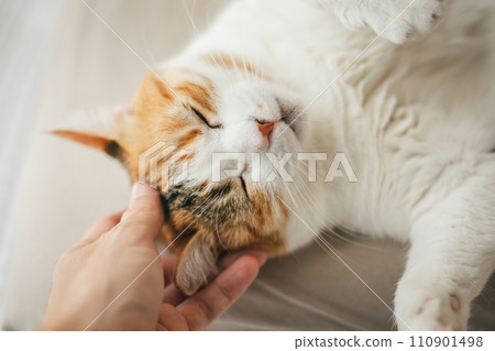 A domestic cat sleeping comfortably in a warm room 110901498