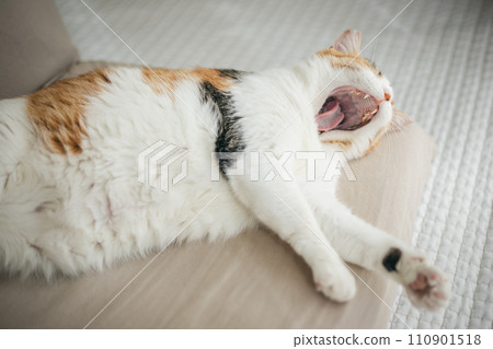 A domestic cat sleeping comfortably in a warm room A domestic cat sleeping comfortably in a warm room 110901518