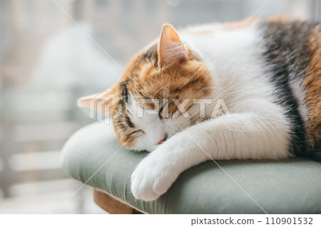 A domestic cat sleeping comfortably in a warm room A domestic cat sleeping comfortably in a warm room 110901532