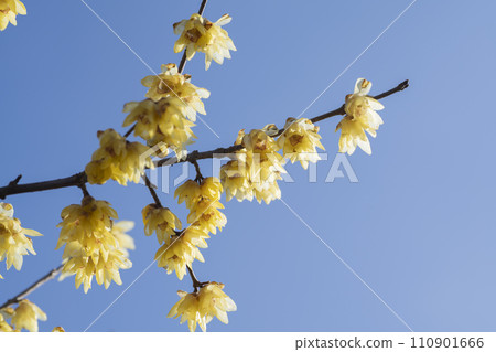 洛白花 洛白花 110901666