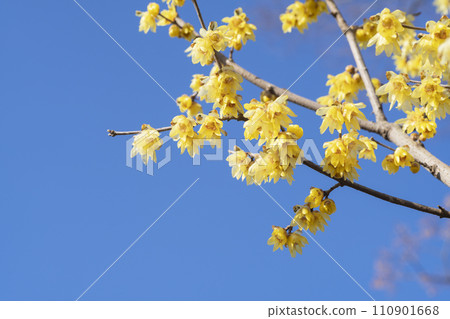 洛白花 洛白花 110901668