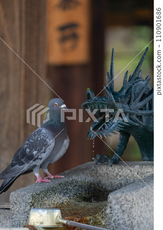 Dragon and pigeon at Chozuya 110901686