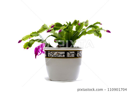 Easter Cactus in a pot on a white background 110901704