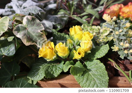 玫瑰盛開的朱利安系列 110901709