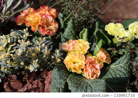 報春花與彩葉混植 報春花與彩葉混植 110901710