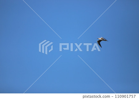 在天空中飛翔的海鷗 在天空中飛翔的海鷗 110901757