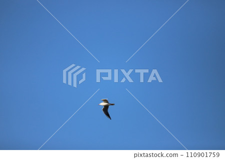 Seagull which fly in the sky 110901759