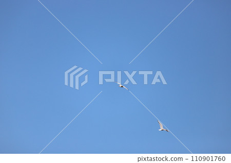 在天空中飛翔的海鷗 110901760