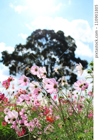 Image of cosmos staring at a big tree Image of cosmos staring at a big tree 110901805