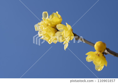 Lobai flower 110901857