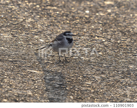White wagtail walking in the sunrise White wagtail walking in the sunrise 110901903