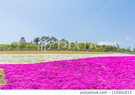 萬壽菊山上的福祿考苔蘚 110902015
