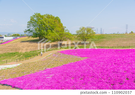 Moss phlox on Marigold Hill Moss phlox on Marigold Hill 110902037