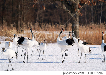 Dandoral cranes 110902202