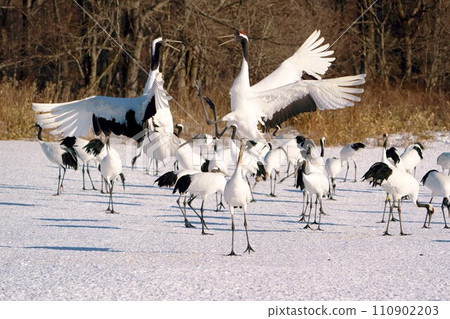 Dandoral cranes 110902203