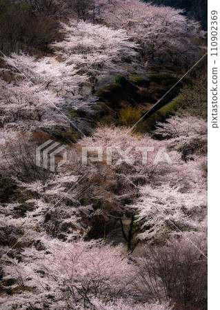 100 famous places of cherry blossoms-Sakurayama Park (Fujioka City, Gunma Prefecture) 110902369