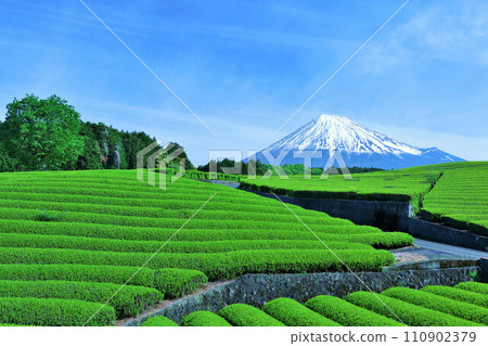 初夏藍天和新鮮的綠茶領域和富士山 初夏藍天和新鮮的綠茶領域和富士山 110902379