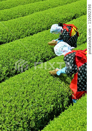 Early summer: Picking tea in the fresh green tea fields 110902398