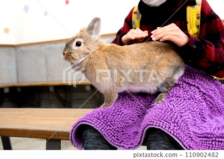 Rabbit interacting with children ② Rabbit interacting with children ② 110902482