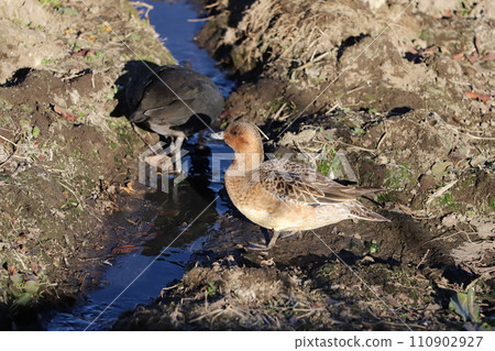 A female wigeon and a coot resting on a riverbed in winter 110902927
