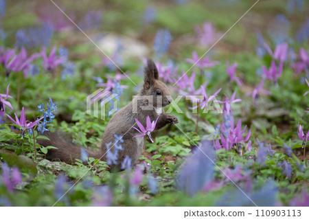 Spring forest Spring forest 110903113