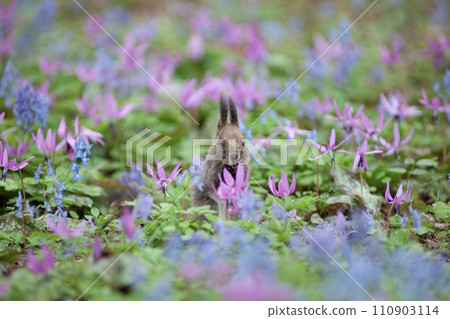 Spring forest Spring forest 110903114