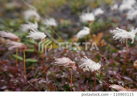 Thingruma fluff fluttering in the wind Thingruma fluff fluttering in the wind 110903115