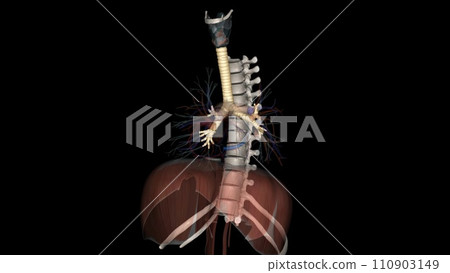 Trachea, in vertebrates and invertebrates, a tube or system of tubes that carries air 110903149