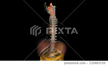 The oropharynx is the middle chamber of the pharynx that passes food from the mouth into the laryngopharynx The oropharynx is the middle chamber of the pharynx that passes food from the mouth into the laryngopharynx 110903150