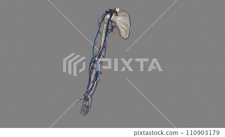 Upper Limb, Arteries and Veins 110903179