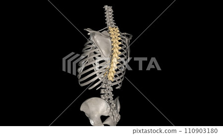 In vertebrates, thoracic vertebrae compose the middle segment of the vertebral column, In vertebrates, thoracic vertebrae compose the middle segment of the vertebral column, 110903180