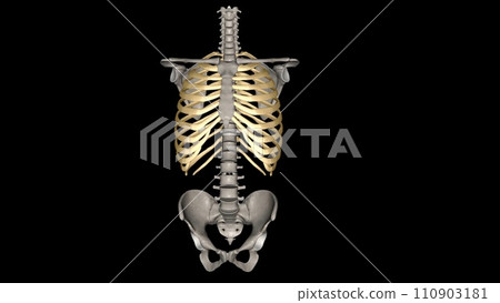 Human ribs are flat bones that form part of the rib cage to help protect internal organs. Humans usually have 24 ribs, in 12 pairs 110903181